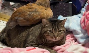 Chicken Perches On Unbothered Cat In Bed