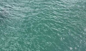 Two Orcas Swimming Whairepo Lagoon