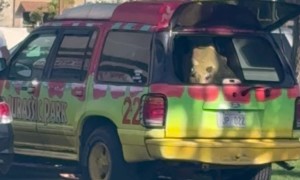Animatronic Baby Triceratops In Jurassic Park Jeep