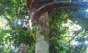 Large Snake Climbing a Tree