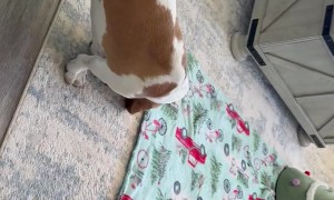 Basset Hound "Rescues" Baby Goat from His Tutu