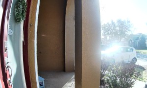 Alligator Strolling Up to Front Porch