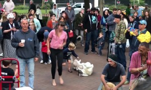 Dog Living His Best Life at the Asheville Drum Circle