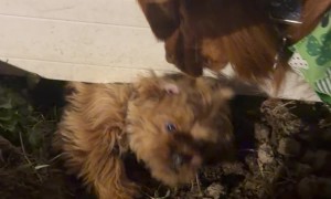 Neighbor's Dog Digs Hole Under Fence to Visit Friends