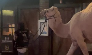 Hump Day in Fort Worth