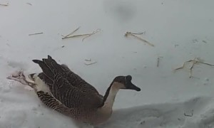 Goose Swimming In Snow