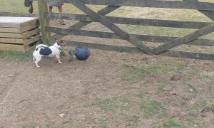 When You Can Fit Under the Gate but Your Ball Can't