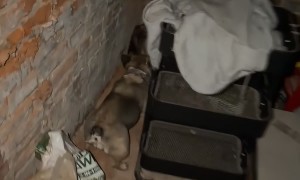 Man Yells At Barking Dog While Apologizing to Hissing Possum