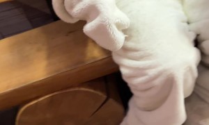 Dog Meets Easter Bunny for the First Time