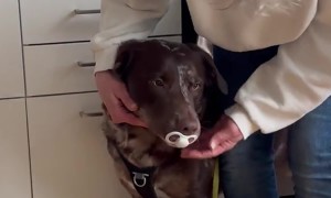 Dog Steals Baby's Pacifier