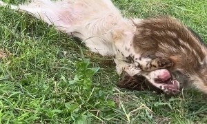 Dog and Baby Wild Boar