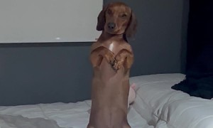 Long Dog Begs For Bedtime