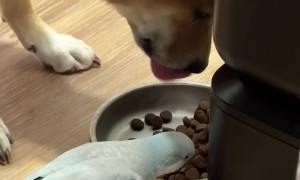 Pup Shares Food With Parrot
