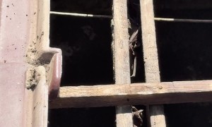 Bats Roost Among Wooden Roof Beams