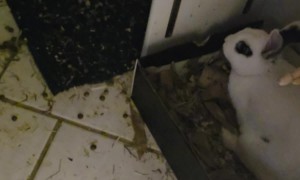 Mom Finds Hidden Rabbits In Bathroom Closet