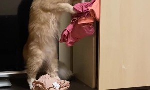 Cat Nonchalantly Empties Closet