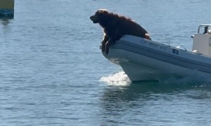 Happy Golden Retriever on a Boat