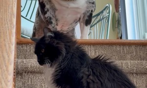 Cat Blocks Dog From Going Downstairs