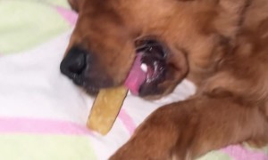 Golden Retriever Asleep With Treat in Mouth