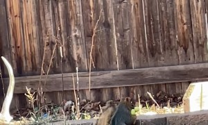 Squirrel with a Squeaky Dog Toy