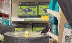 Bird Gives Bird Bath a Test Run at the Store