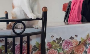 Orange Kitten Snaps Rubber Band at His Sister