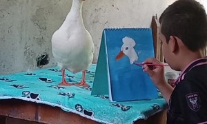Duck Models For Little Artist
