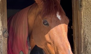 Hen Perched on Horse's Head