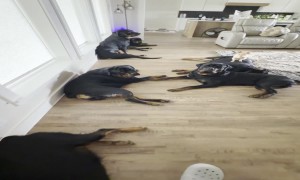 Rottweilers in the House