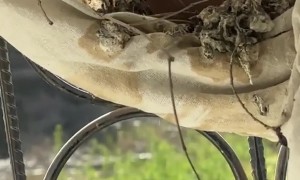 Pigeon Builds a Nest in Window Curtain