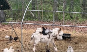 Donkey Gives Her Chicken Pals a Ride