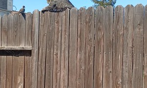 Cat Scales Fence to Sneak Up on Bird