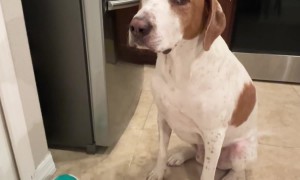 Dog Asks for Treat With Talking Button