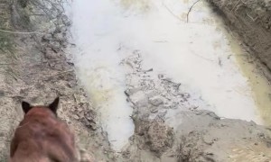 Woman Falls Into a Mud Puddle