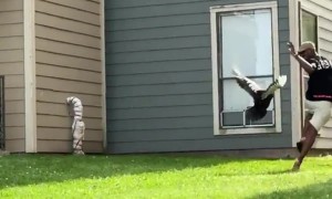 A Mother Duck Chasing My Husband