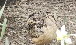 American Woodcock Escapes Aggressive Rat
