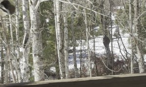Squirrel Gets Stuck on Spinning Bird Feeder
