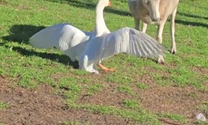 Naughty Goose Bullies Timid Sheep