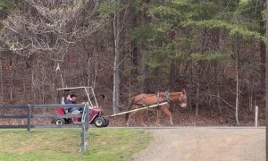 Mule-drawn golf cart in Appalachia