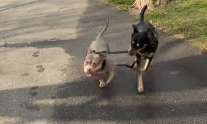 Dog Walking Other Dog