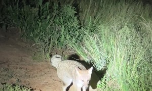 Distracted Fox Getting Startled by a Person