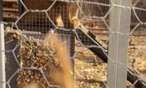 Orange Cat Thinks He's a Chicken