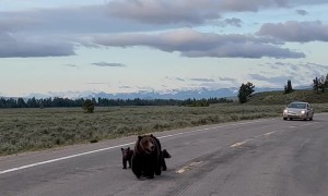 Mama Bear and Cubs Walking on Road in Grand Teton National Park
