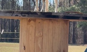 Goat Can’t Find Her Baby