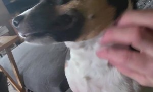 Rat Terrier Slapped Me in the Face