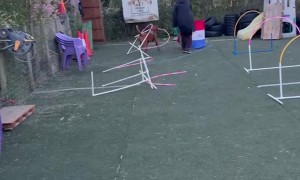 Dog Crashes Through Agility Course