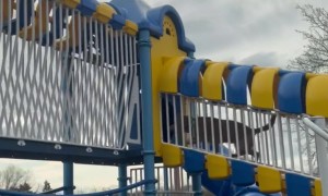 Our Dog's Obsessed With Slides