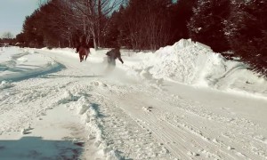 Snowboarder Pulled By Horse Practices for Skijoring Competition
