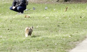 Fox Trying to Hunt a Squirrel