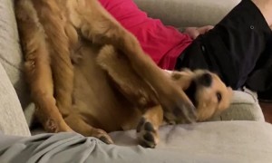 Golden Retriever Sparring With His Own Leg